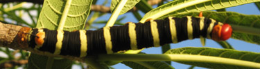 Frangipani Caterpillar